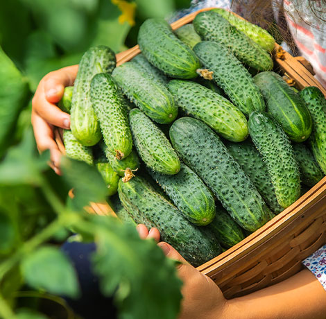 Gherkins