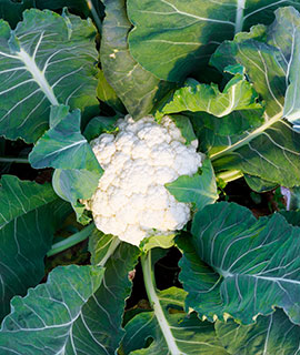 Cauliflower