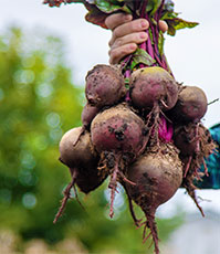 Beetroot